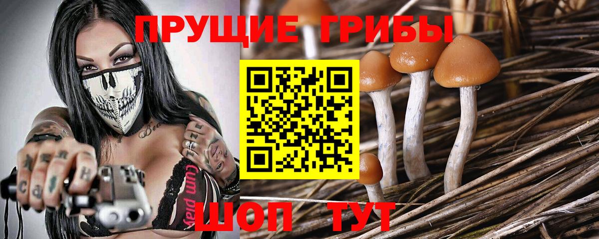 Галлюциногенные грибы Psilocybine cubensis  Вход с VPN  Мирный 